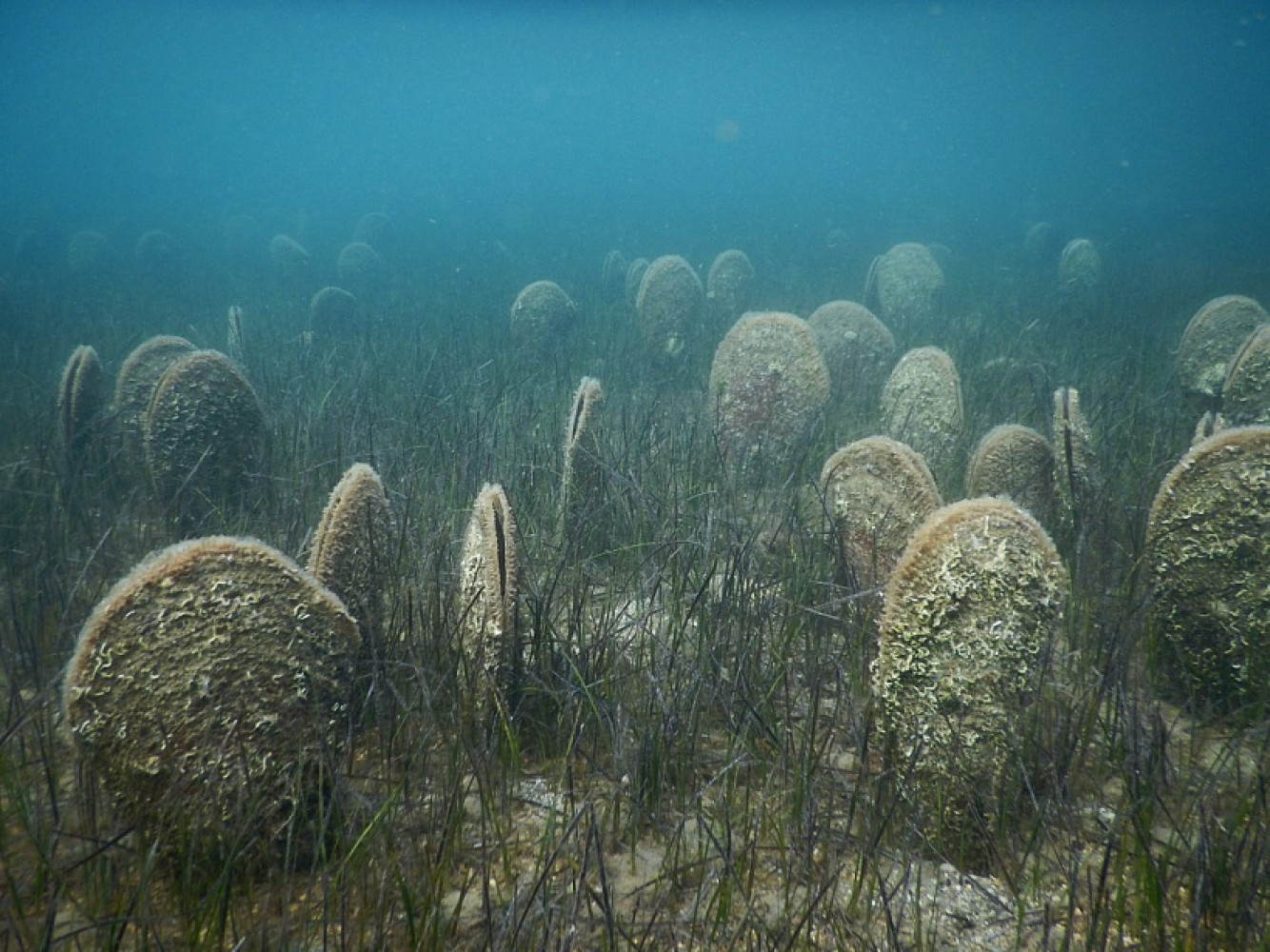 Spriječimo izlovljavanje palasture
