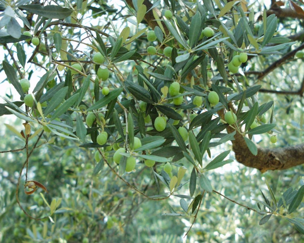 Univerzitet Crne Gore