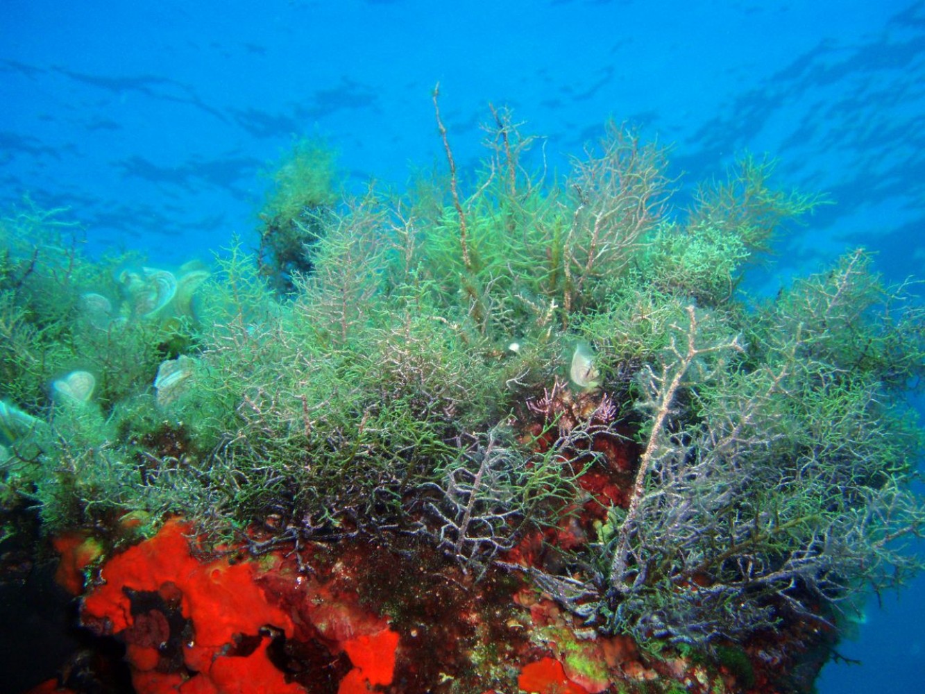 Naselja algi Cystoseira su ugrožene i zaštićene
