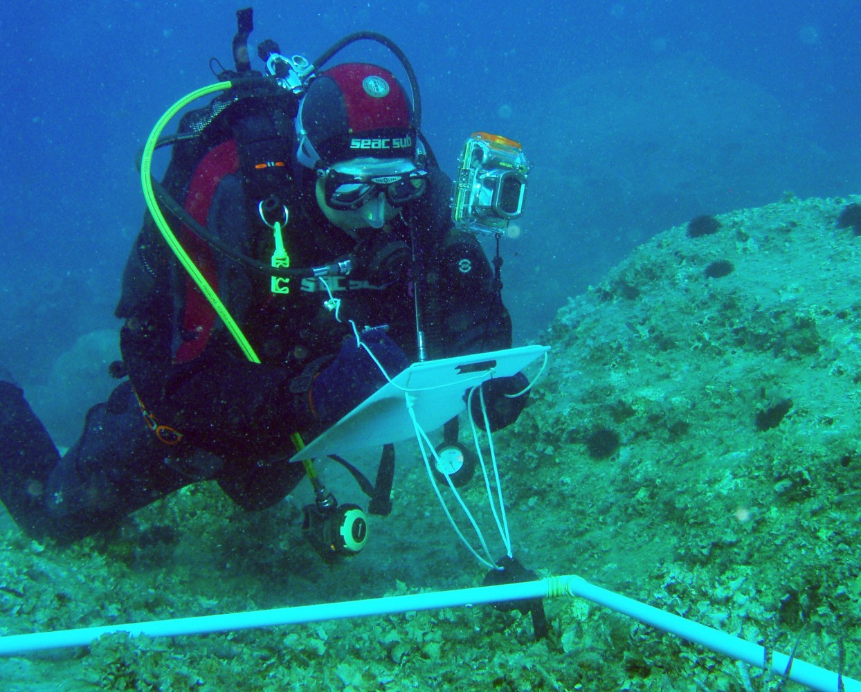 Ronjenje je najbolji metod za izučavanje bentosa