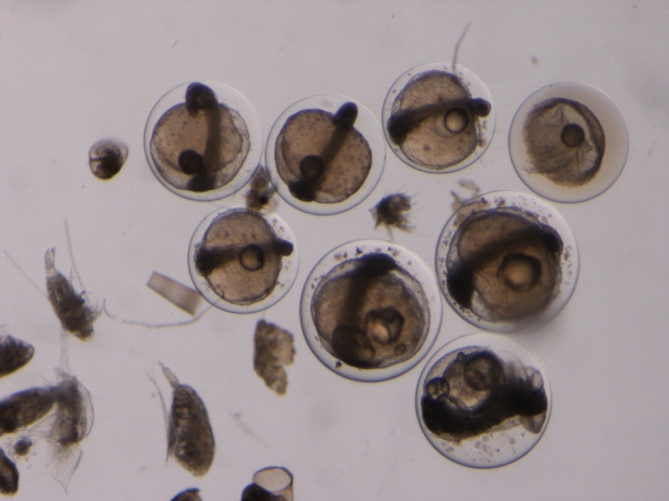 jaja ribe- prikaz pod mikroskopom