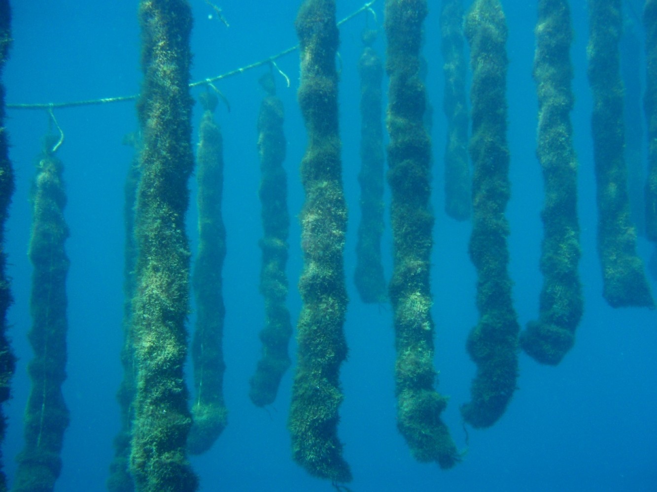 Pergolari mušulja u Bokokotorskom zalivu    Posjeta MPRR CG, Ministarstva poljoprivrede Turske i TIKA